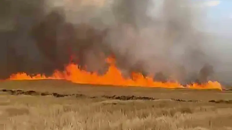 Şarkışla’da 5 bin dönük ekili buğday tarlası alevlere teslim oldu