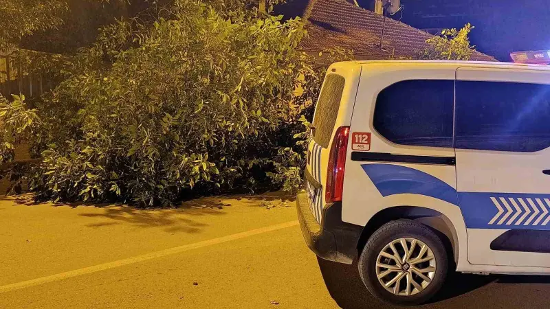 Beyşehir’de yola ağaç devrildi