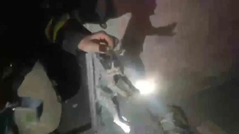 Yangında mahsur kalan kediler ekipler tarafından kurtarıldı