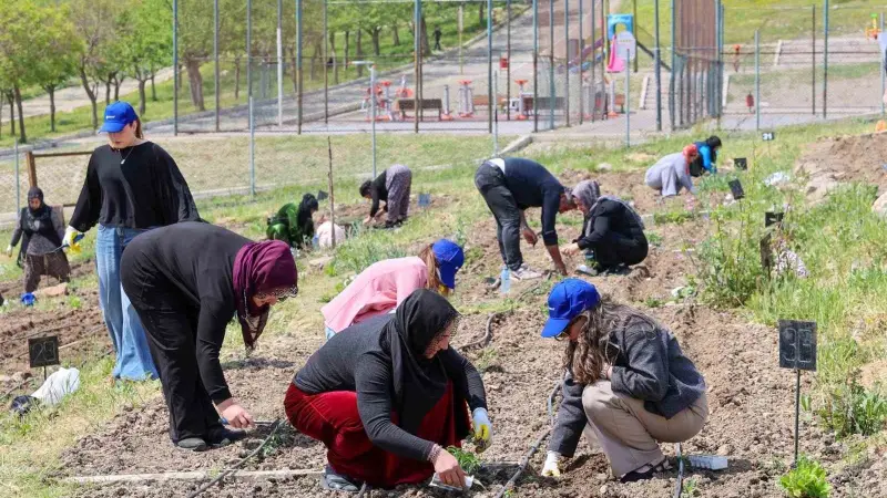 Toprakta hayat, sofrada bereket: Mahalle Bostanları’nda yaz hasadı