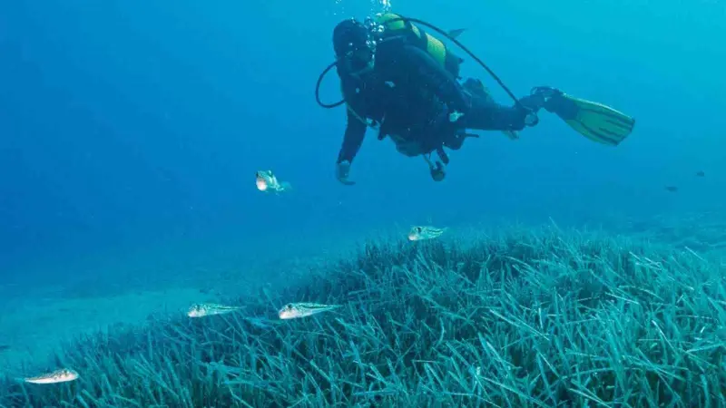 Türkiye’nin ilk Deniz Milli Parkı Fethiye-Kaş ve Kuzey Ege sınırlarında